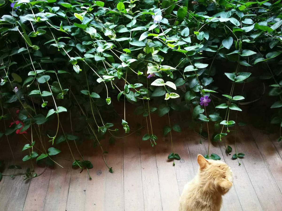 Courtyard Shangri-La 藏舍小院 Eksteriør bilde